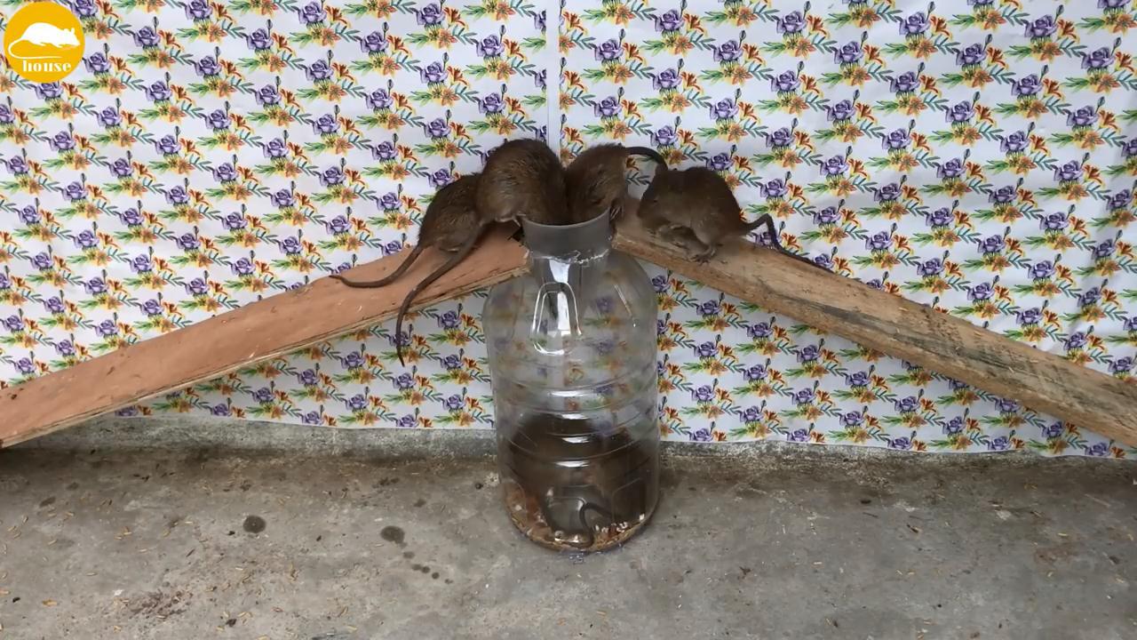 用塑料瓶制作一个捕鼠器老鼠争先恐后往里跳