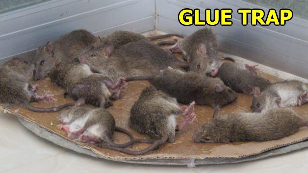 强大的捕鼠陷阱老鼠可以一窝端了