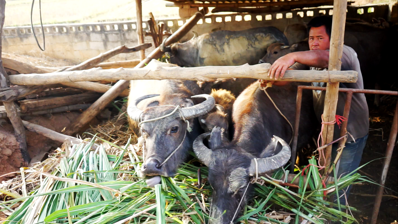 38岁男子养牛20多年,给牛鼻子里串绳,就为了让它老实,看的难受