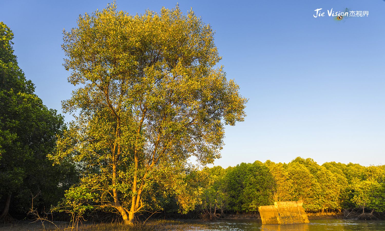 不怕你不来就怕你舍不得走泰国新网红罗勇金色树林