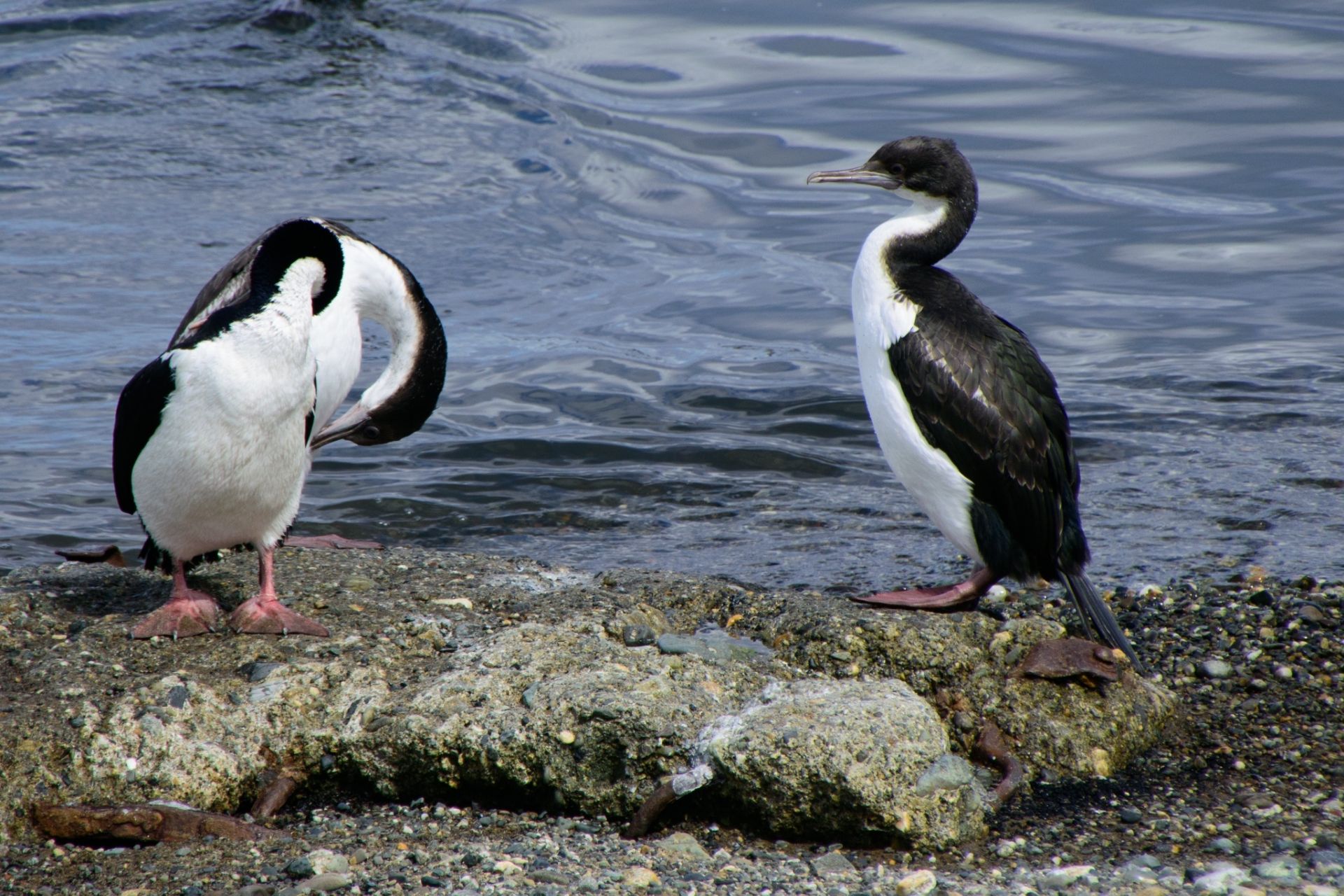 智利 蓬塔阿雷拉斯 企鹅岛