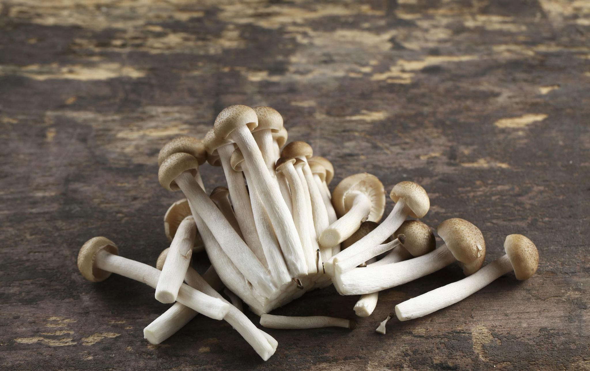 真姬菇的生长对光照空气以及ph值有怎样的要求