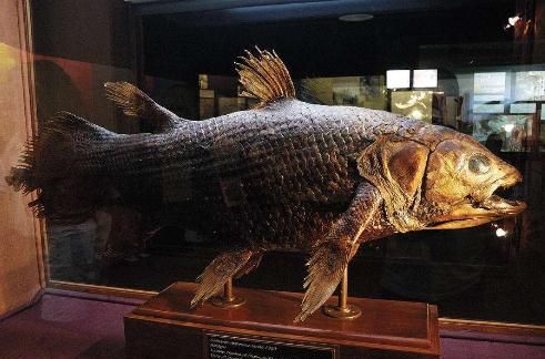 五大近代发现的新物种 图三被称 亚洲麒麟 现已濒临灭绝 五大近代发现的新物种 图三被称 亚洲麒麟 现已濒临灭绝