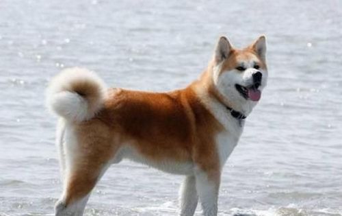 憨厚热情的狗狗 憨厚忠实的性格 轻易俘获你的心