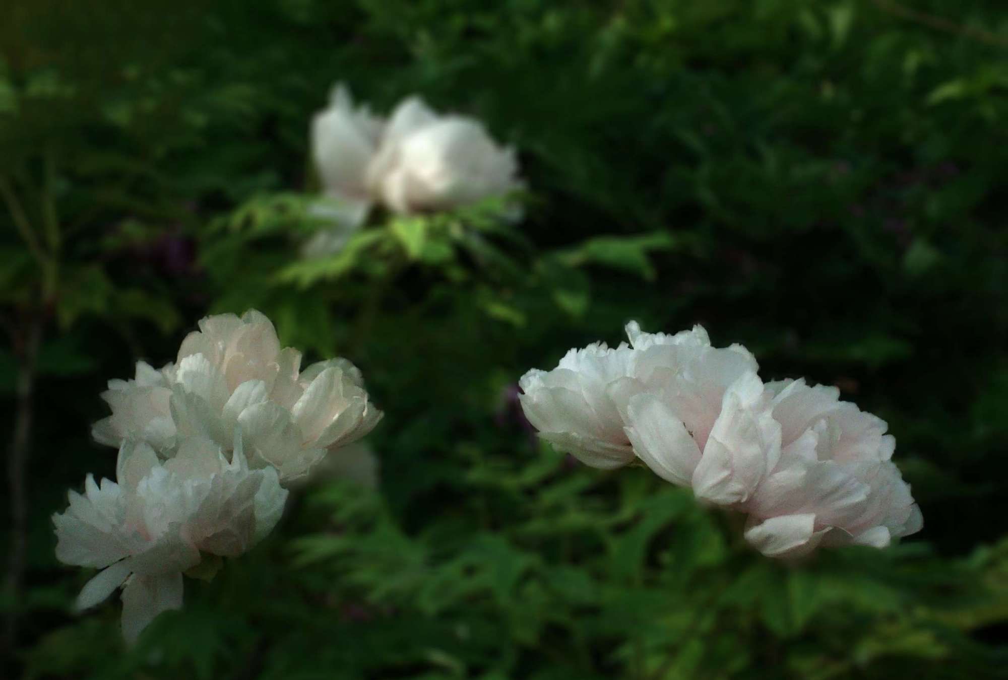 立春时节 春暖花开 今忆洛阳白牡丹