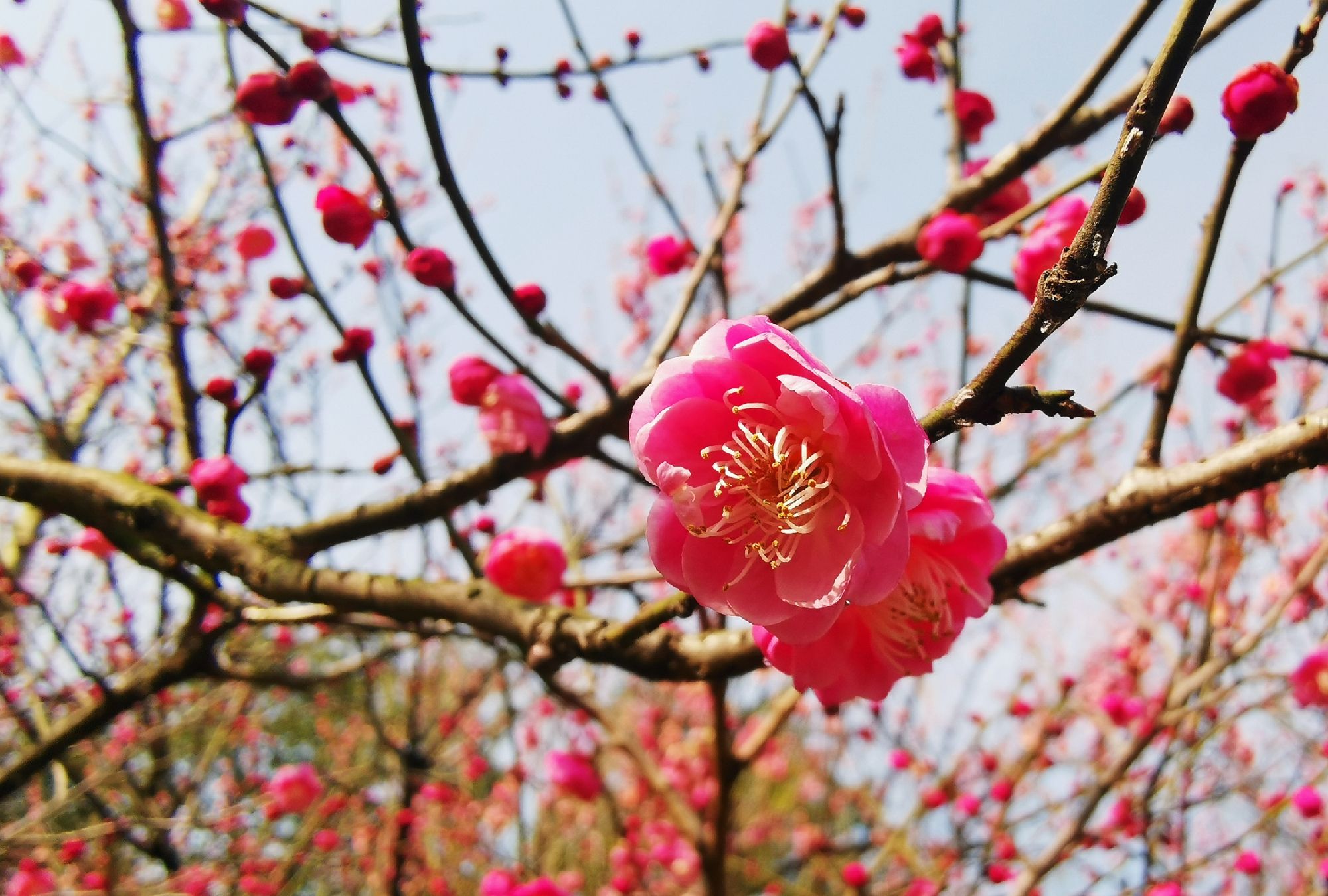 梅红草绿无心赏,春雪成冰懒说愁_高清图集_新浪网