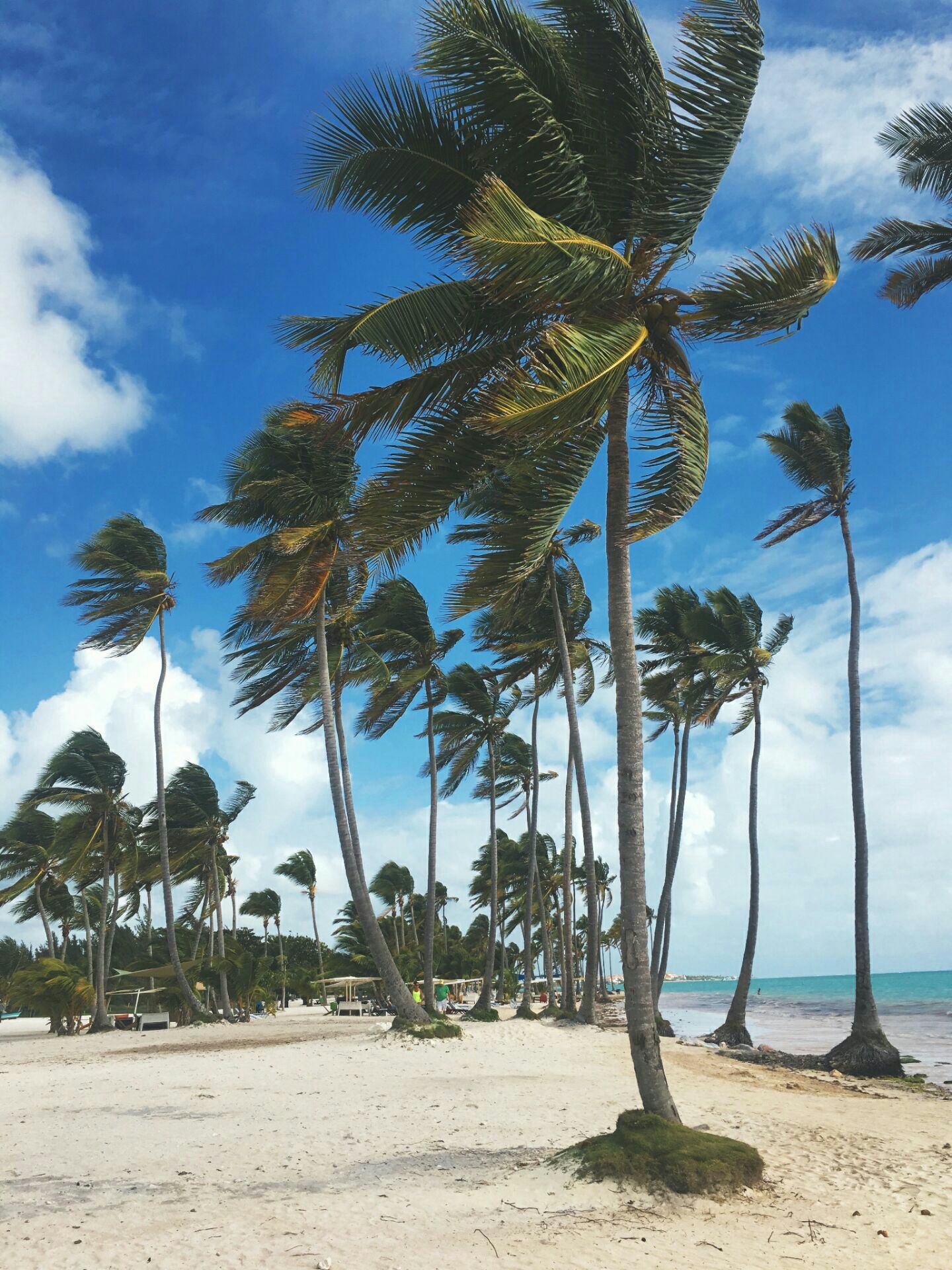 北美洲 多米尼加共和国 圣多明戈 博卡奇卡海滩