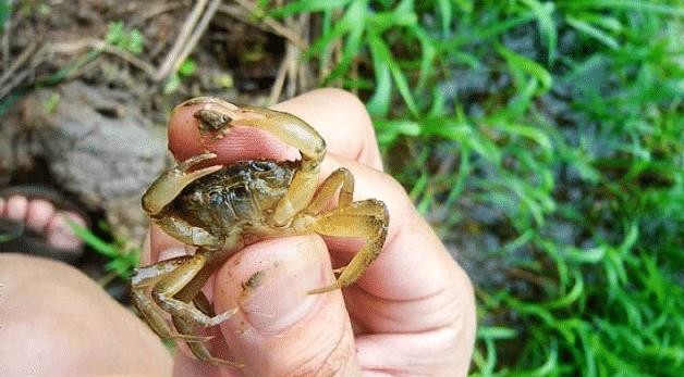 被称为稻田里的"害虫",1千只腌一碗酱,被称为天下奇鲜|螃蜞|稻田|蟛蜞