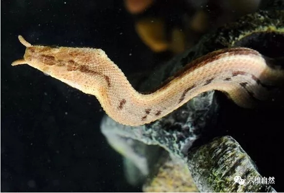 最大特色就是钓鱼蛇的头部是有棱有角的,长有两个类似触须的增生物,这