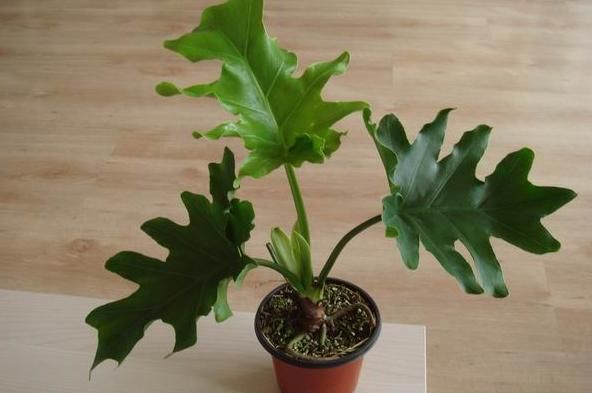 春羽花怎么养?天南星科植物春羽花养殖方法和注意事项