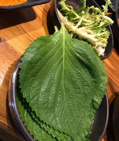 发财树叶子发黄如何补救