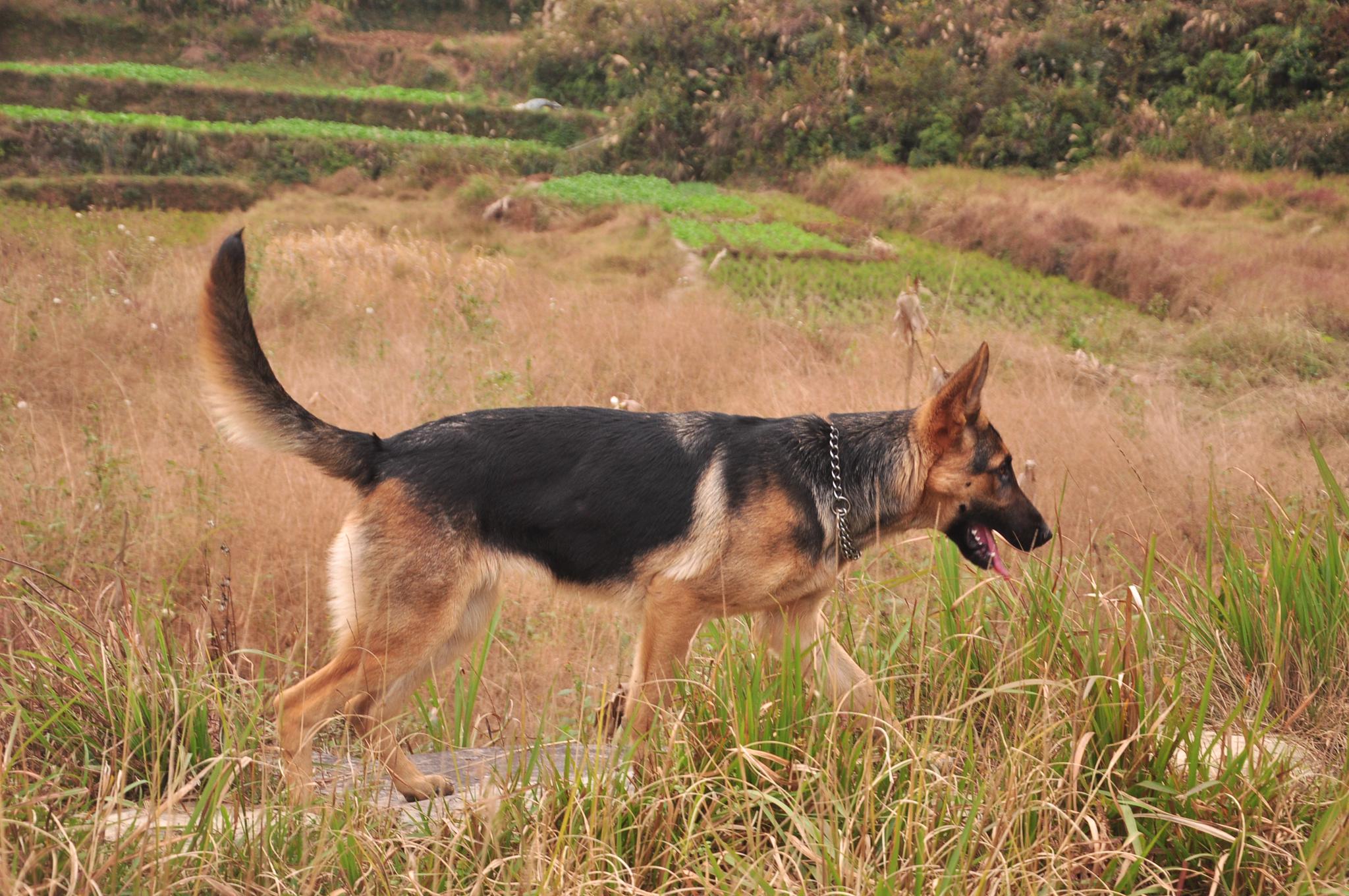 来来来看看我家的好狗子,昆明犬血统机警柔韧性好,看家护院好手__财经