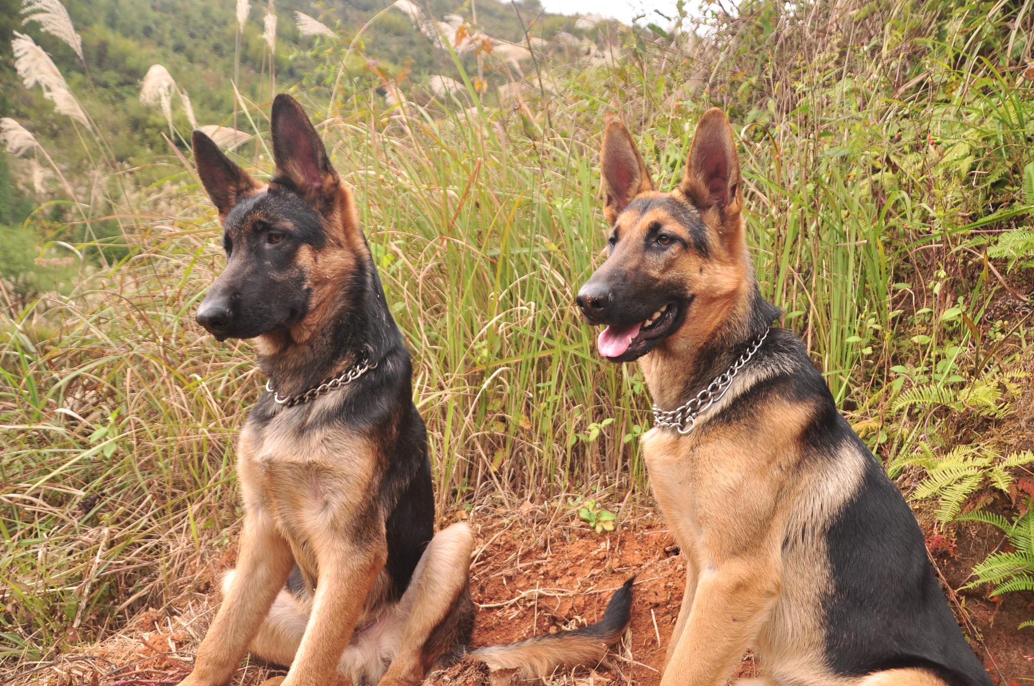 来来来看看我家的好狗子,昆明犬血统机警柔韧性好,看家护院好手__财经