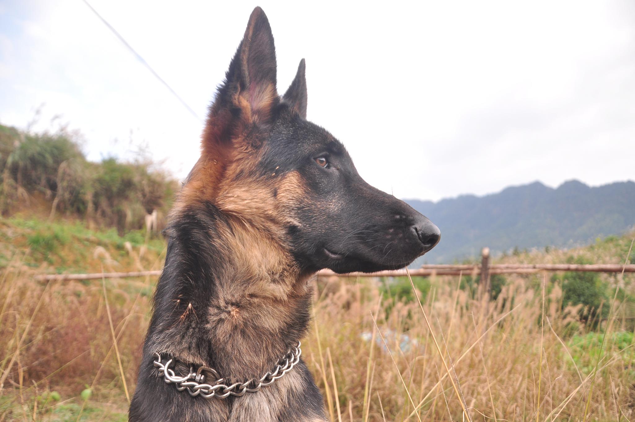 来来来看看我家的好狗子,昆明犬血统机警柔韧性好