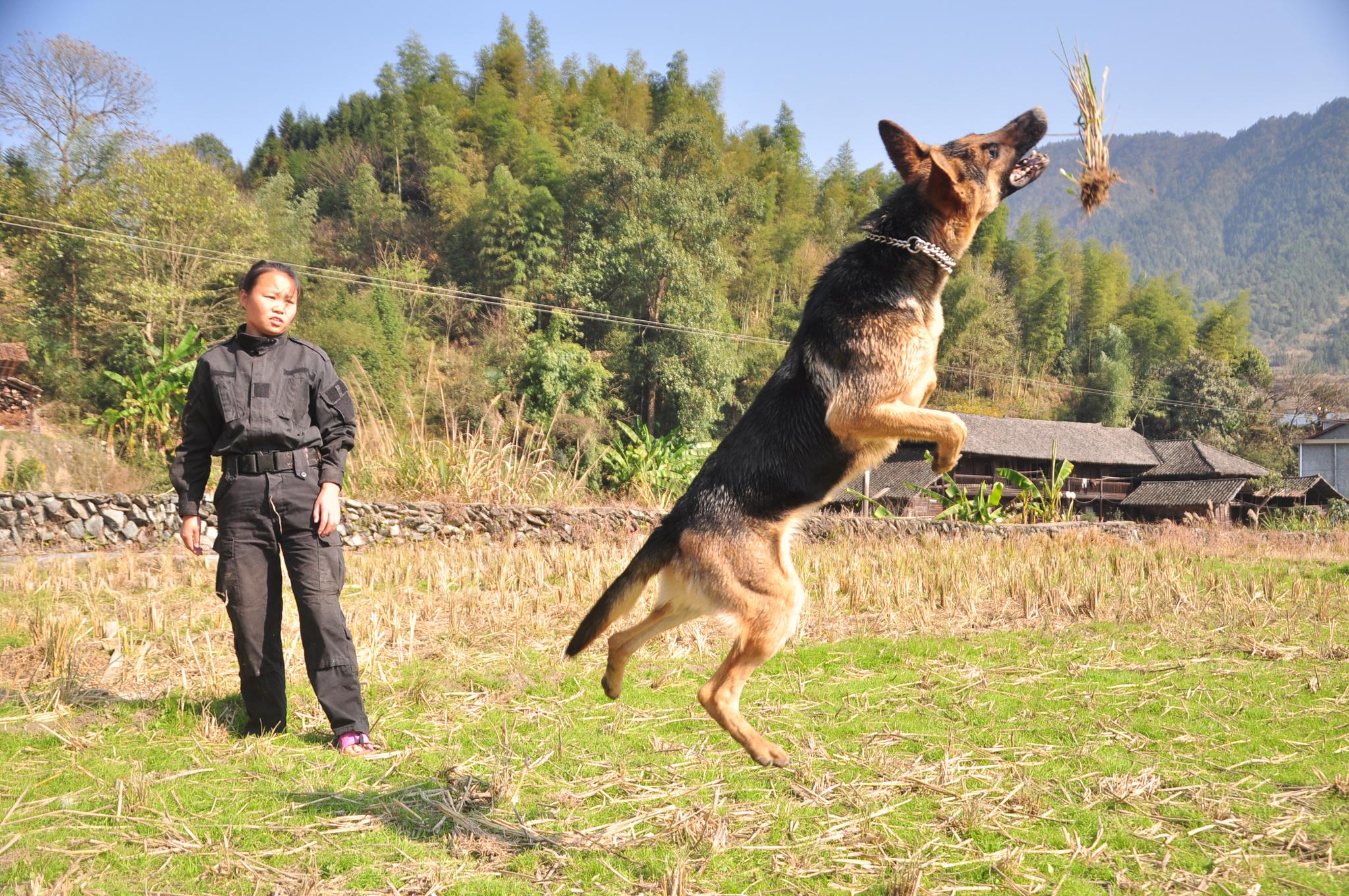 铲屎官和昆明黑背犬的训练猛图,这才是德牧该有的奔放生活