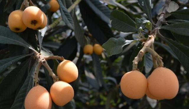 浙江杭州特产:塘栖枇杷