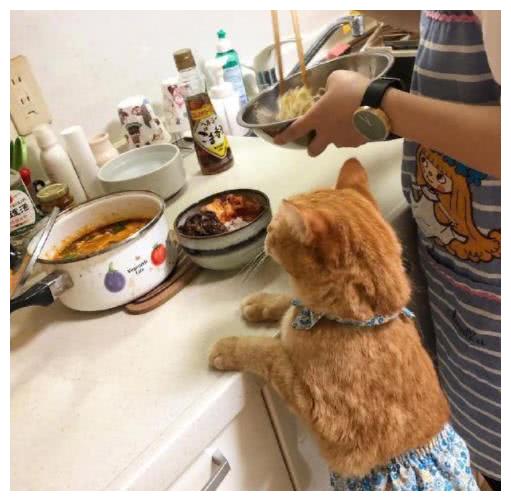 橘猫穿了件小衣服,在厨房乖乖等饭,网友:这是套袖?
