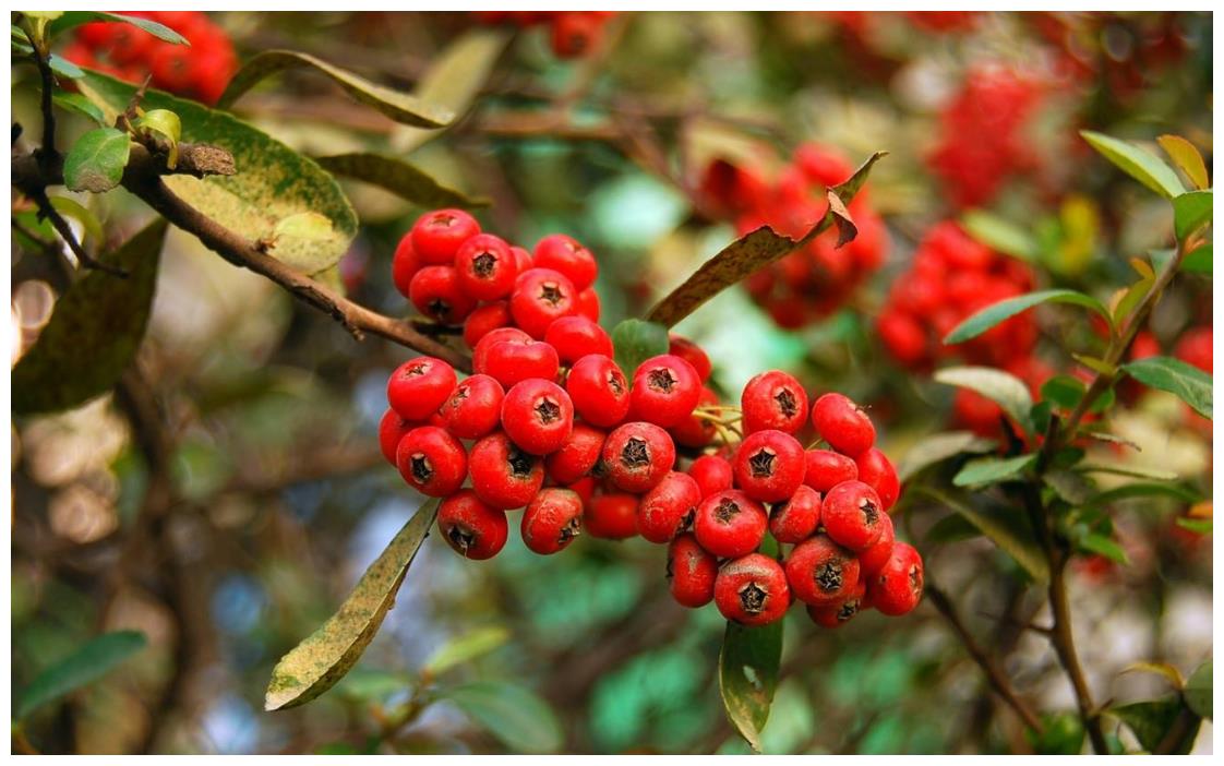 野山楂|减肥|农村_新浪新闻