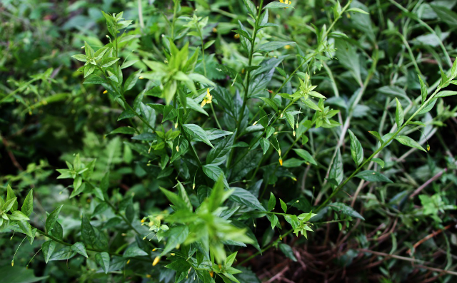 农村一种芳香野草,嚼2片可去口臭,如今10元一斤成火锅香料|香草|野草