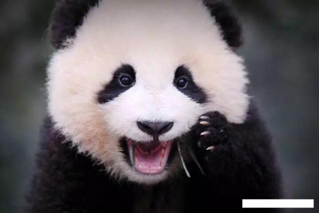 大家别看熊猫圆滚滚的,其实熊猫皮下脂肪很少的,而且消化效率不高.