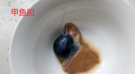 甲鱼的排泄物图片图片
