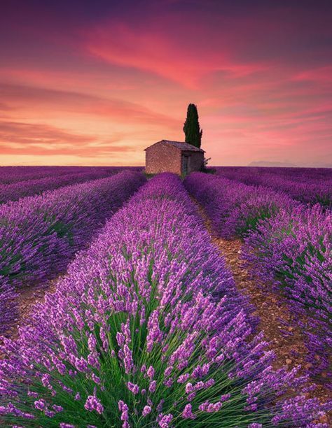 网红打卡圣地法国普罗旺斯薰衣草田园浪漫之旅