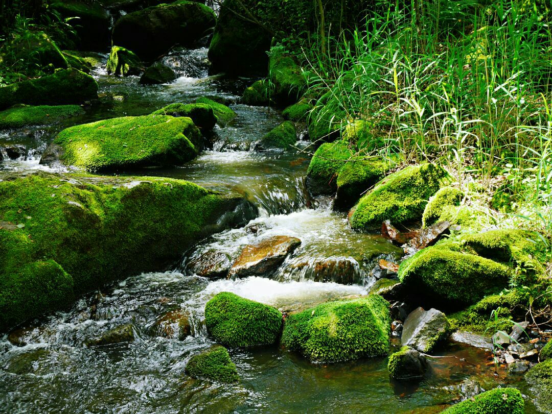 黑龙江省 伊春市 嘉荫县 茅兰沟国家森林公园