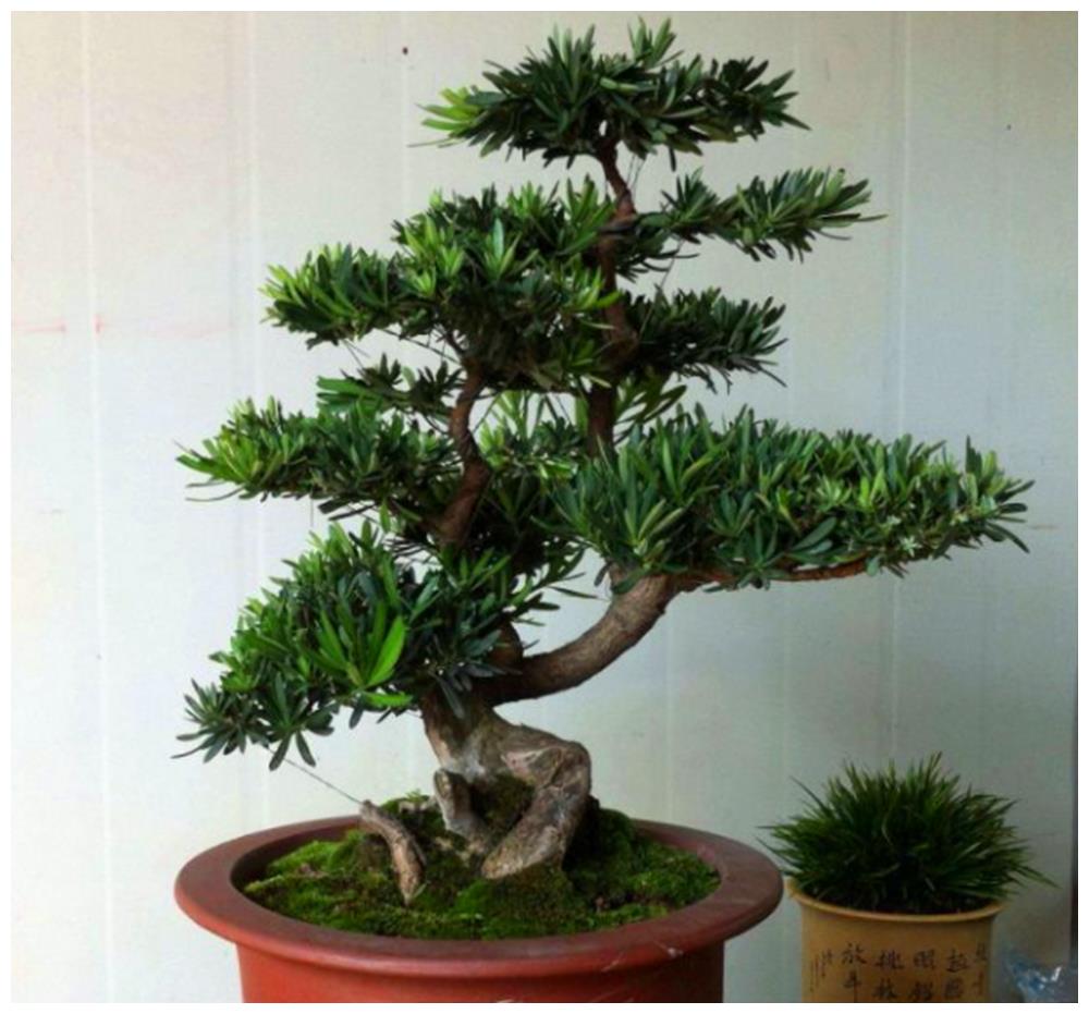 爷爷来养,子孙来护,难怪家风好|黄杨|公孙树|盆景_新浪新闻