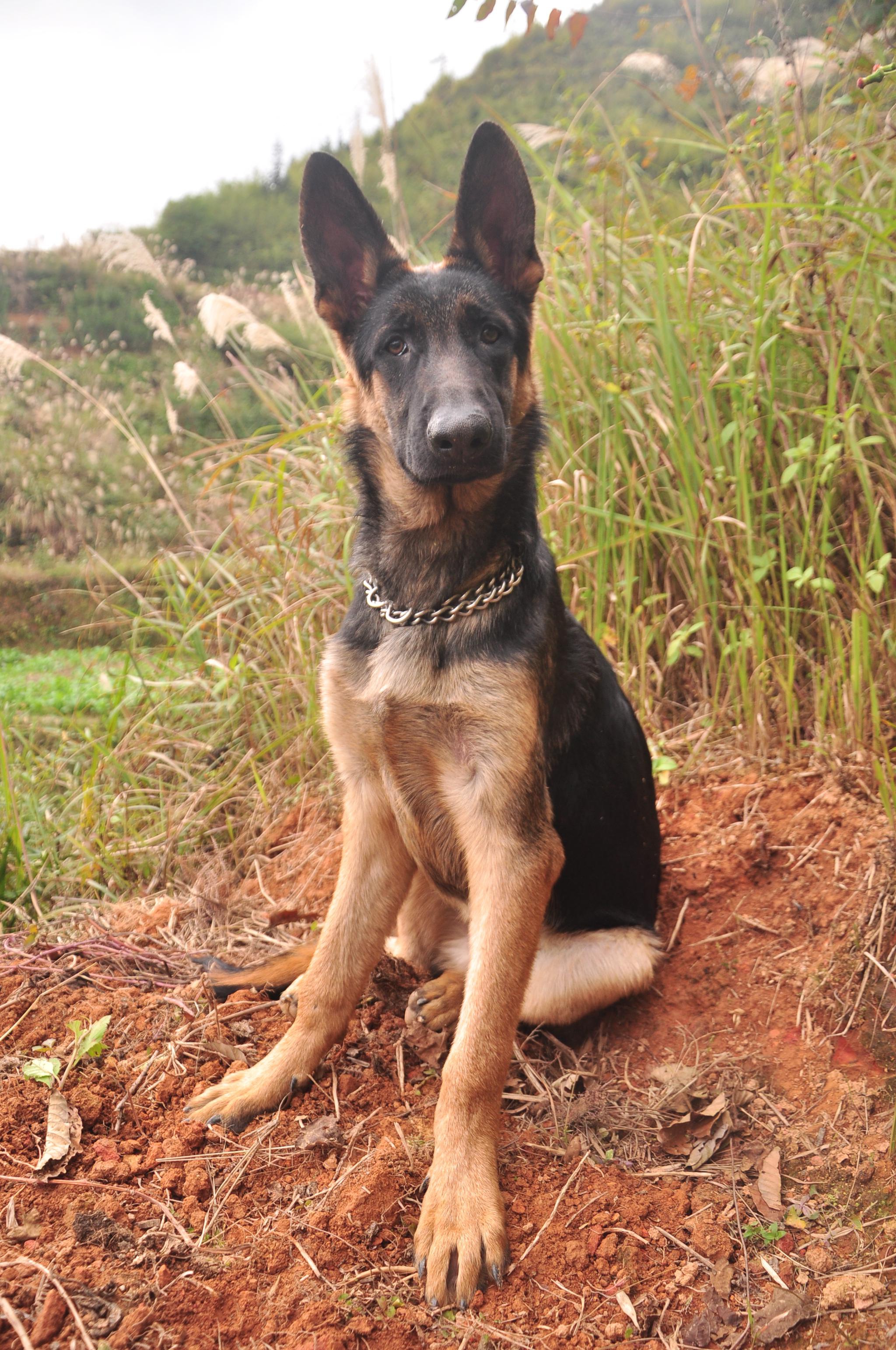 来来来看看我家的好狗子,昆明犬血统机警柔韧性好