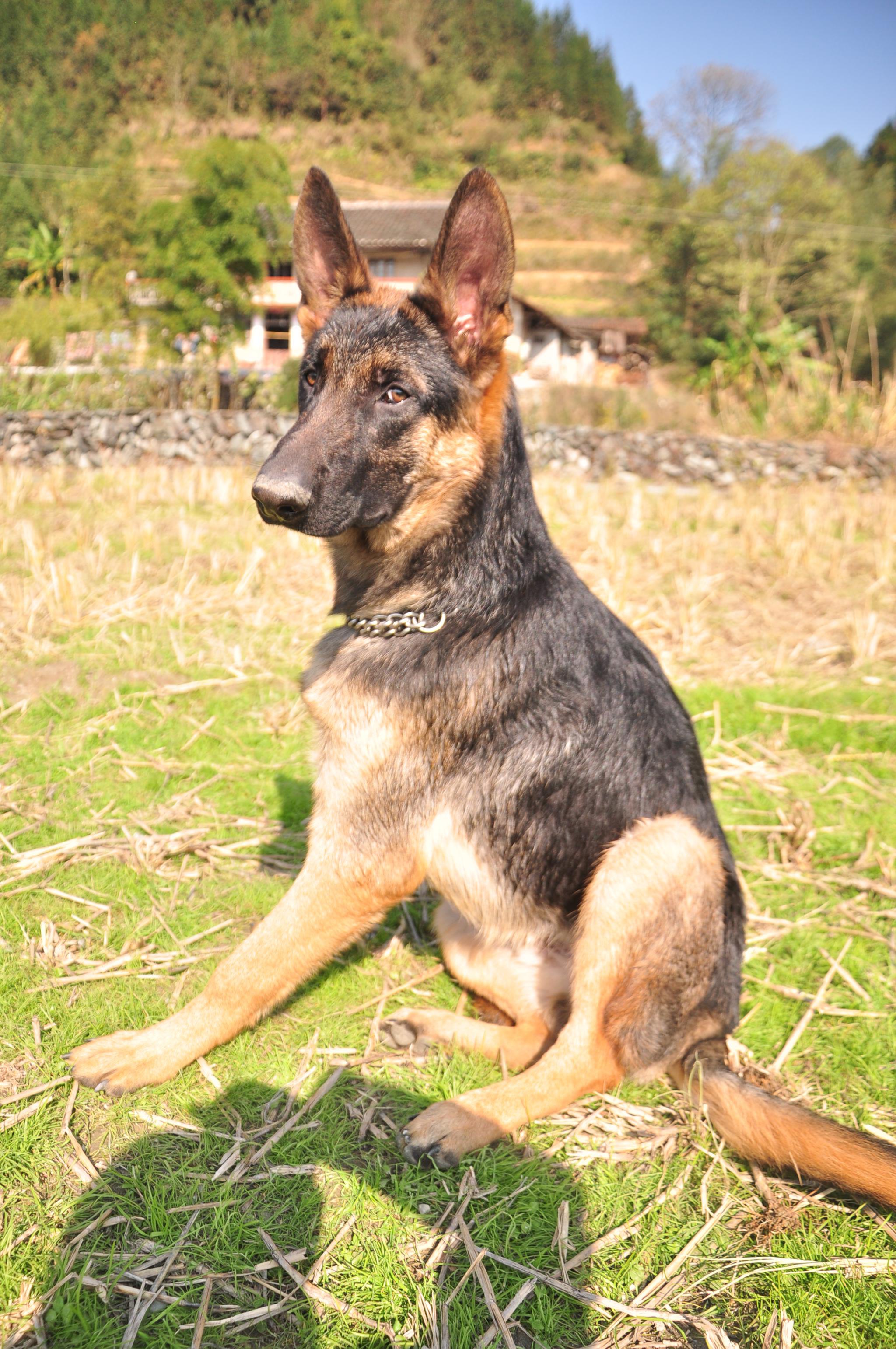 27/ 35铲屎官和昆明黑背犬的训练猛图,这才是德牧