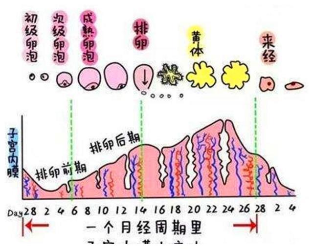 所以怀孕早期如果孕酮偏低,那么通常有2个原因:一个是孕妇本身就孕酮