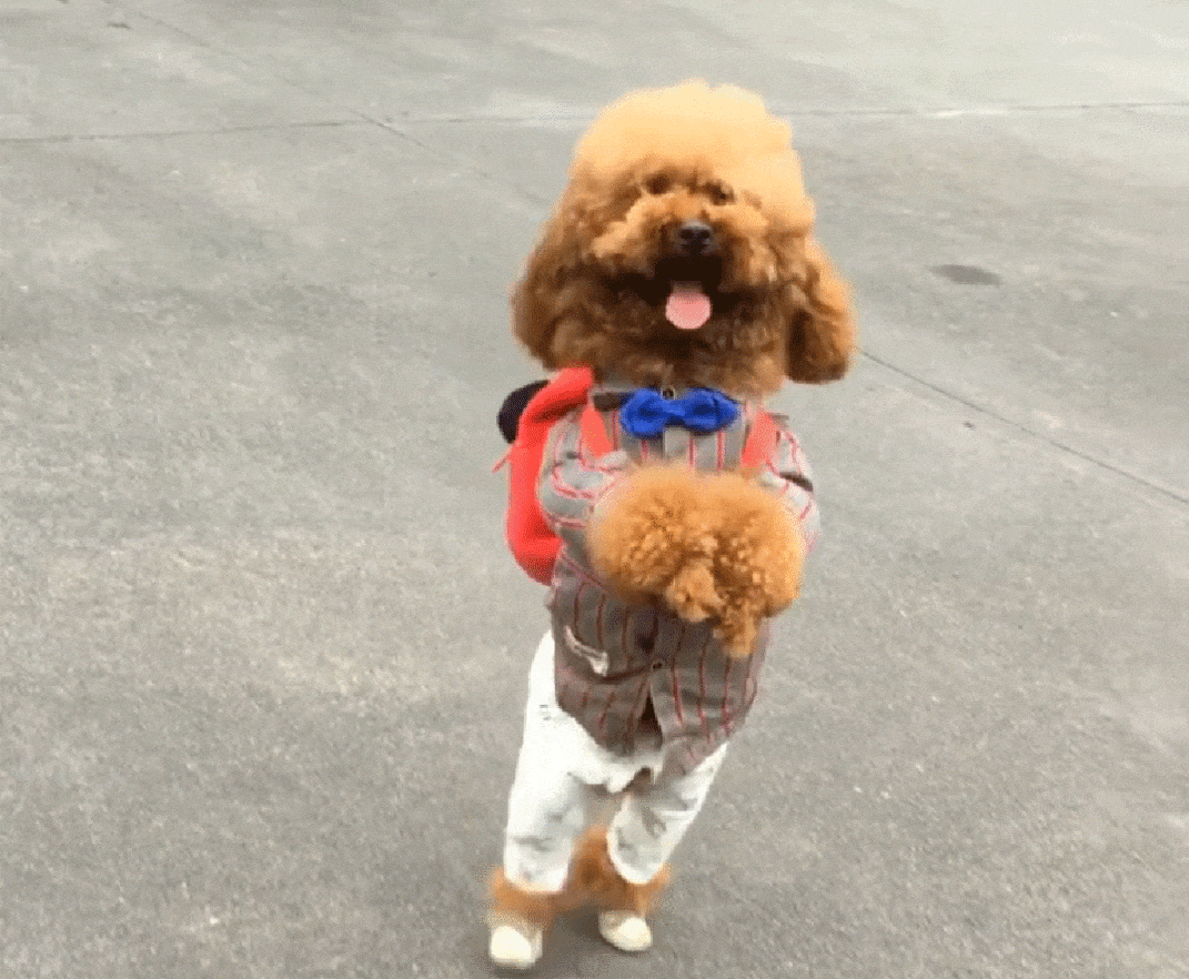 泰迪模仿小孩站着走路,背书包推车逛超市,站着走对狗真的好吗