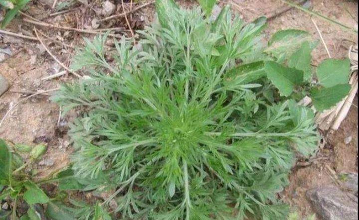 茵陈的幼苗和嫩叶还是很好的野菜,做焪焪很好吃的.