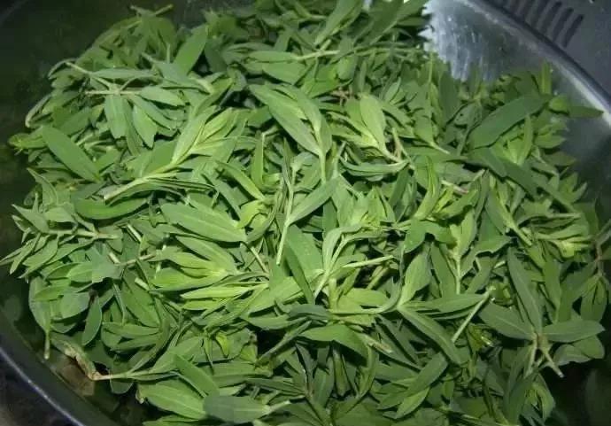 冬去春来,山上这野菜又嫩又香,人称"山苜楂",你吃过吗?