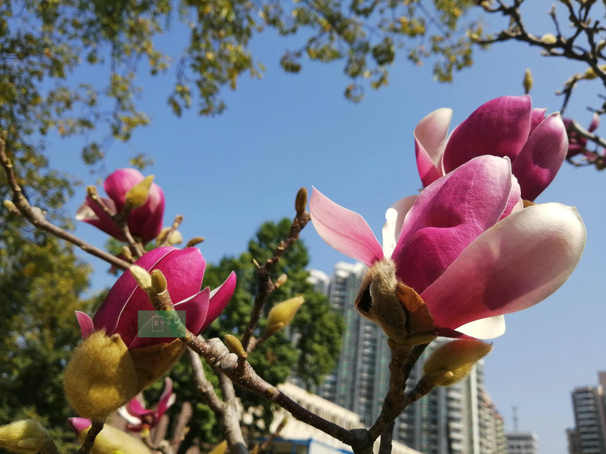 紫玉兰春节前盛开了花期大概只有两三个星期快来赏花