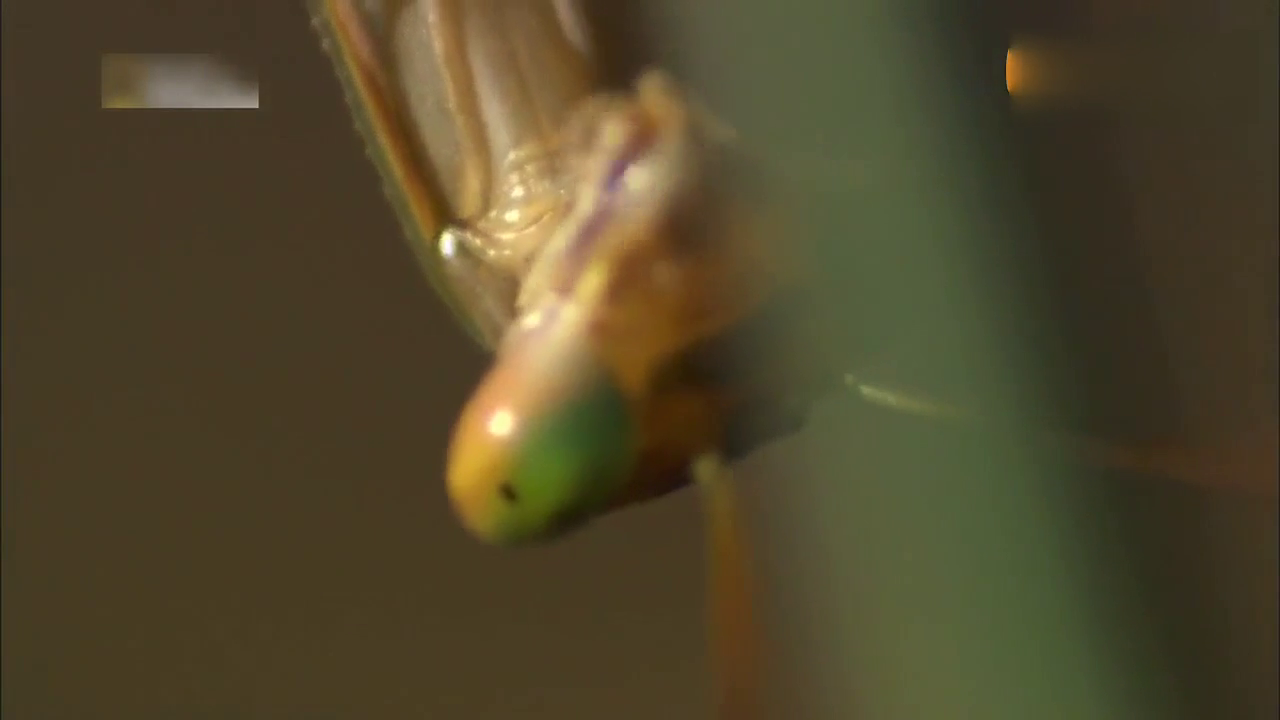 雄螳螂想找配偶 雌螳螂想找食物 然后惊恐一幕出现了