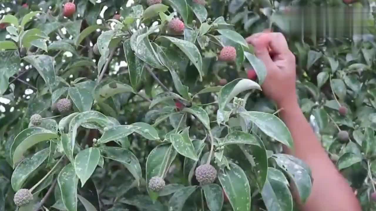 云南生长在山里的野果叫鸡嗉子果果肉黄色香味浓厚