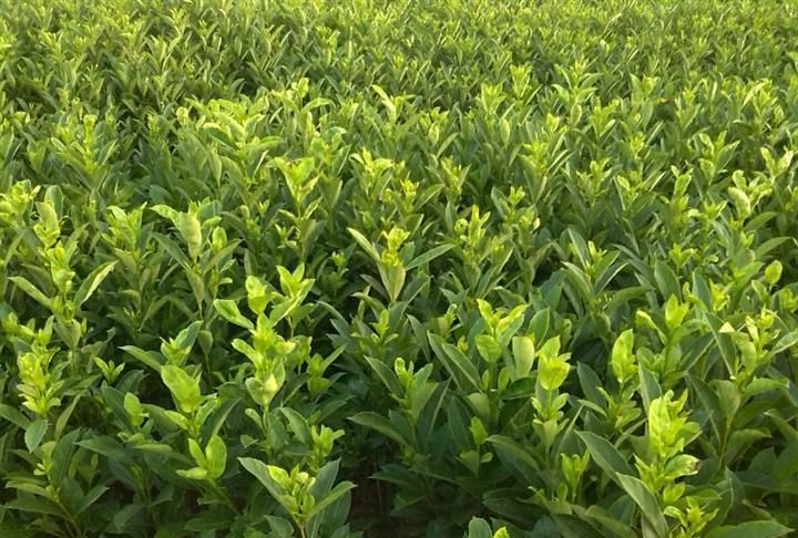 法国冬青好养吗？忍冬科植物法国冬青养殖方法和注意事项