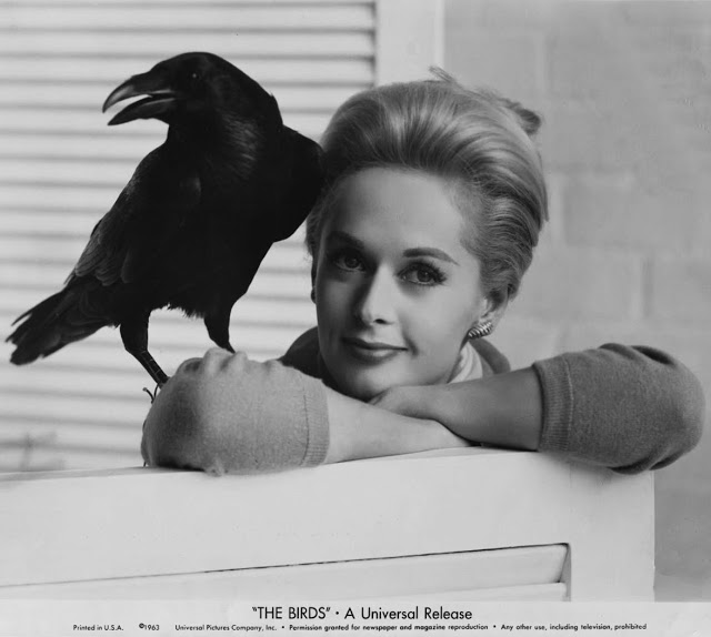 老照片：1963 年，希区柯克导演的经典电影《鸟》的宣传照（1）