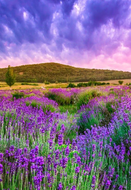 网红打卡圣地法国普罗旺斯薰衣草田园浪漫之旅