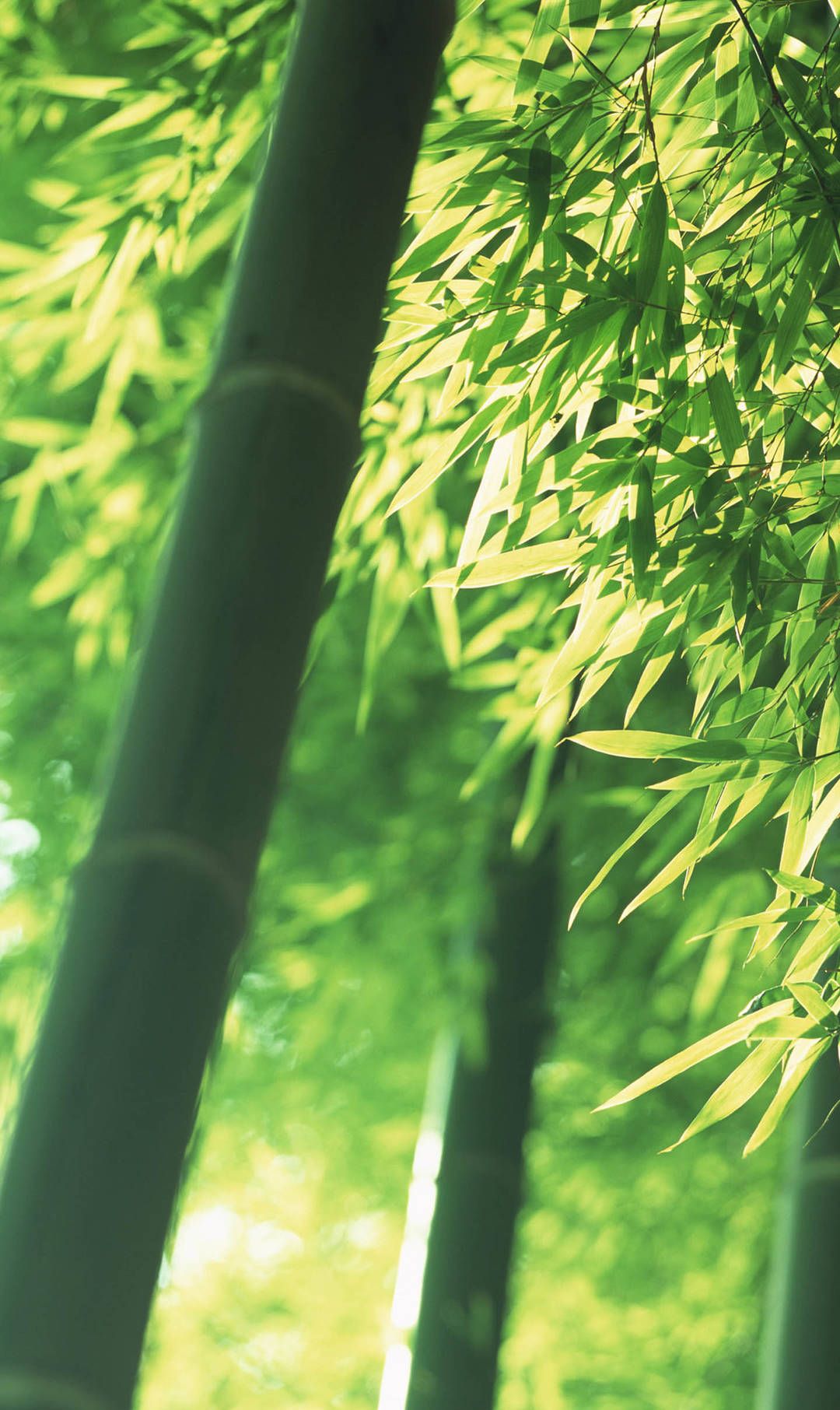 一组竹林深处壁纸 走进这样的竹林 会让人心灵放空吧 一组竹林深处壁纸 走进这样的竹林 会让人心灵放空吧