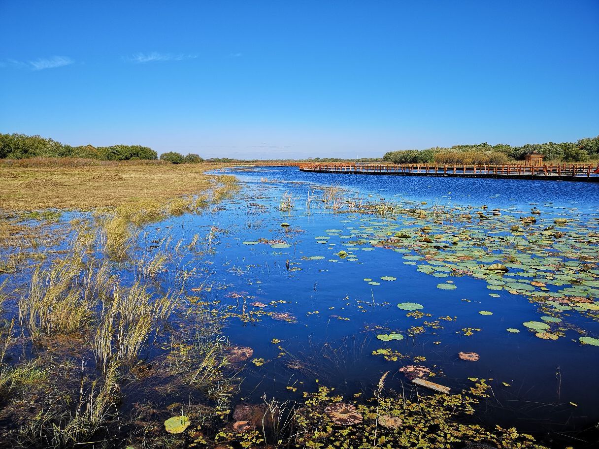 黑龙江省 佳木斯市 抚远市 黑瞎子岛 秋色