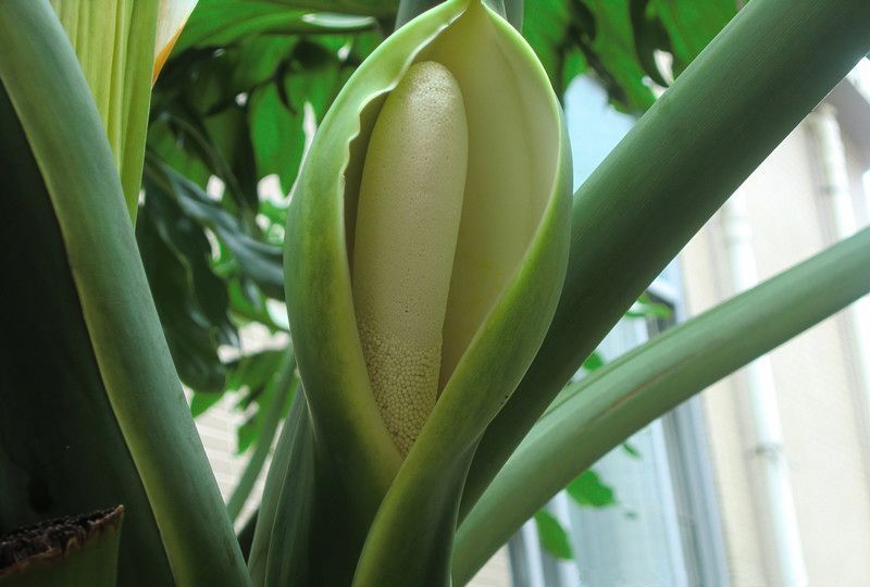 春羽花怎么养?天南星科植物春羽花养殖方法和注意事项