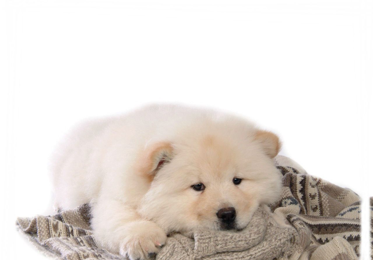 软萌松狮犬图片壁纸大全