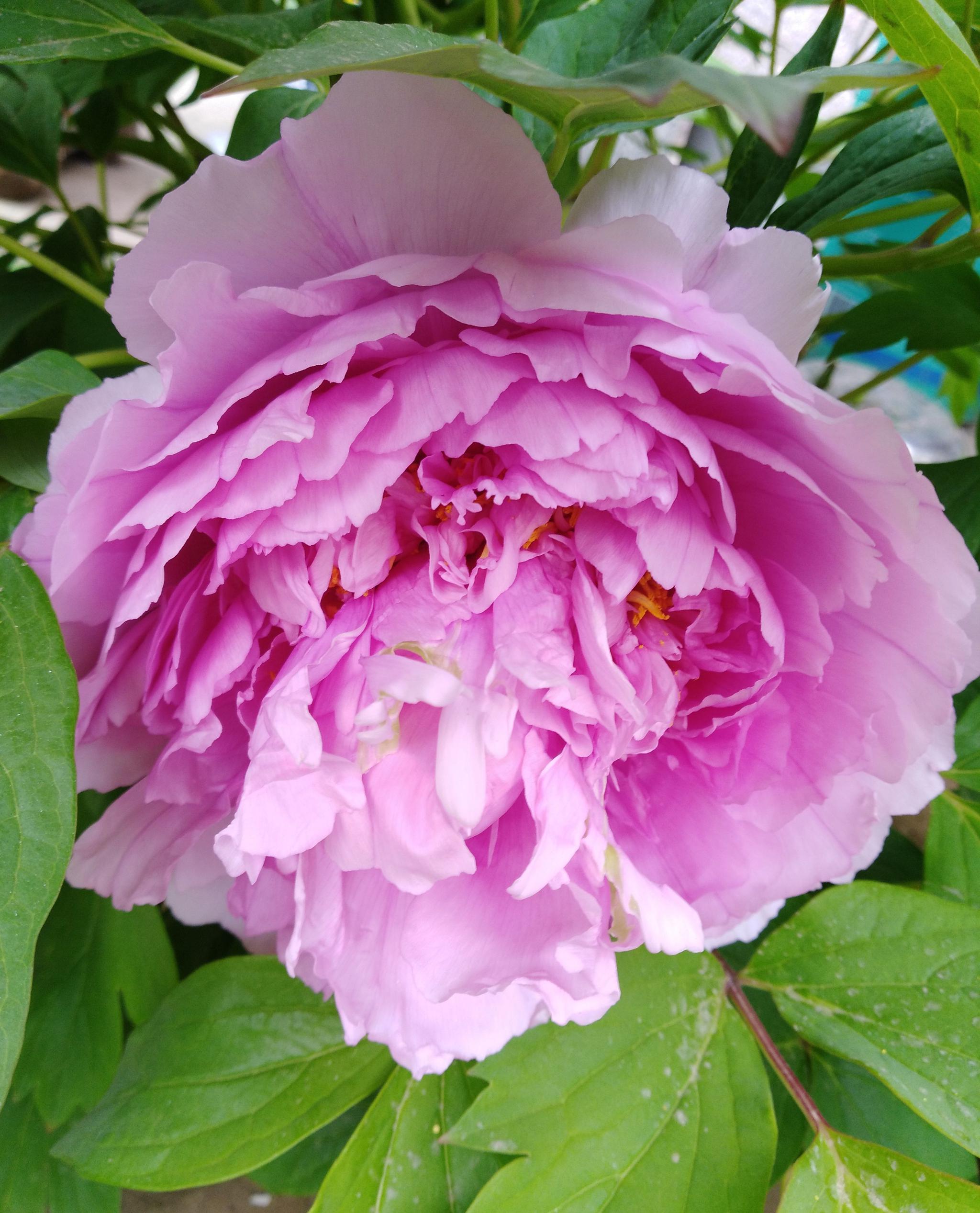 天下真花独牡丹请欣赏自家庭院里的牡丹花开放