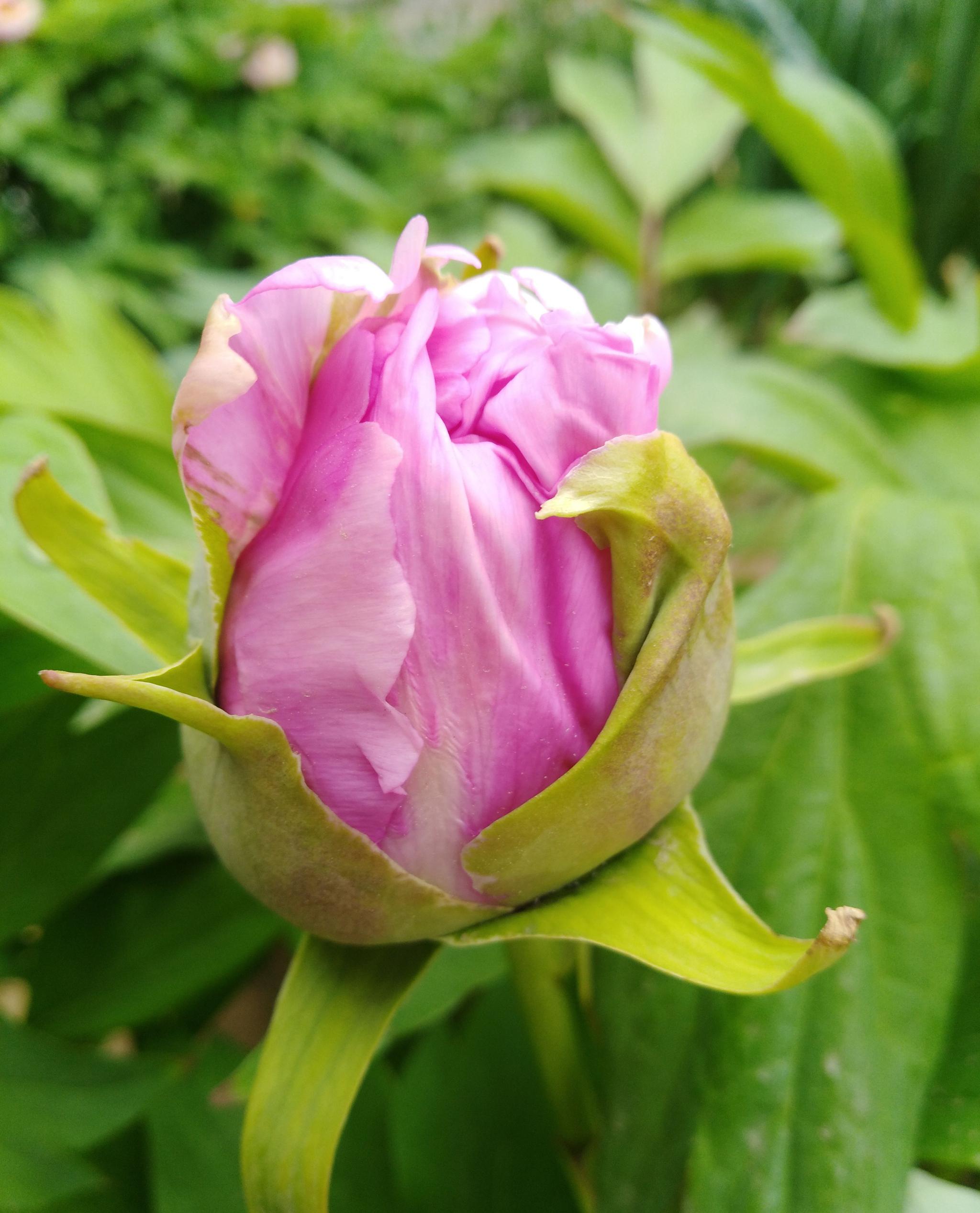 天下真花独牡丹请欣赏自家庭院里的牡丹花开放