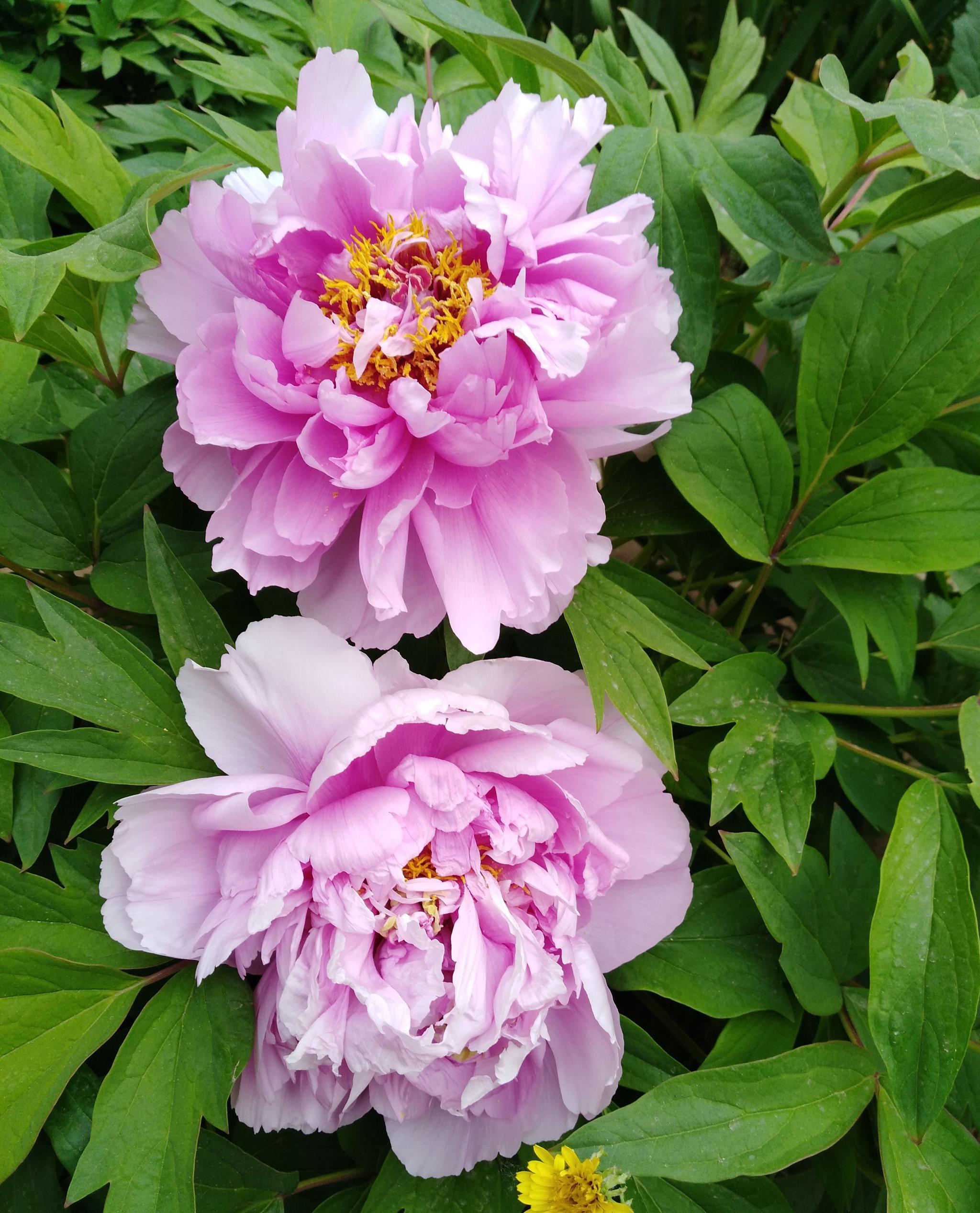 天下真花独牡丹请欣赏自家庭院里的牡丹花开放