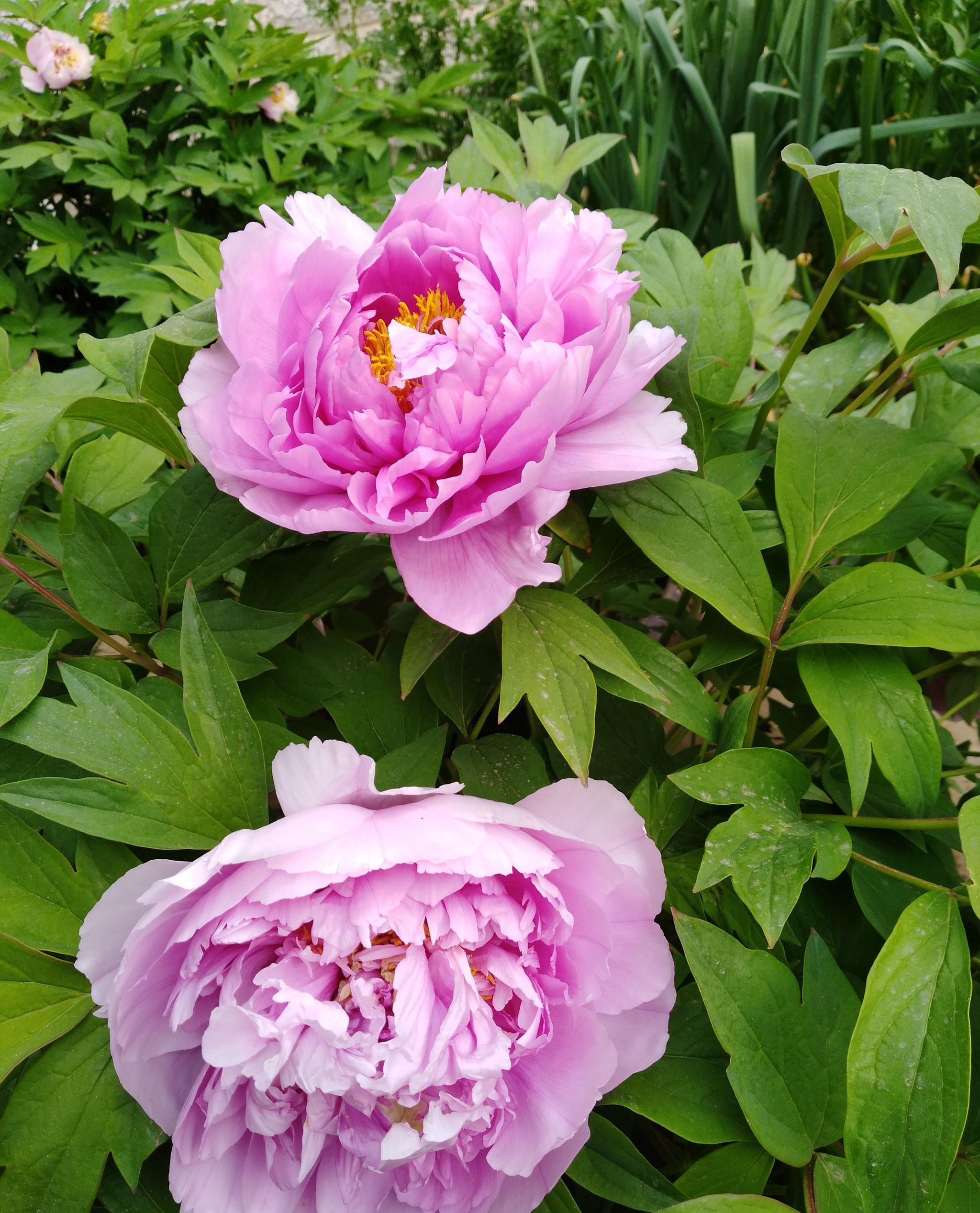 天下真花独牡丹请欣赏自家庭院里的牡丹花开放