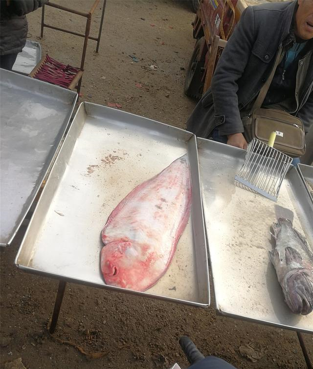 黑寨鱼,学名黑裙鱼,炖汤最好,大一点的25元一斤.