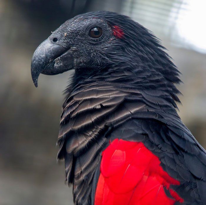 这种鹦鹉因为颜色被称为"吸血鬼鹦鹉",如今却面临灭绝之危